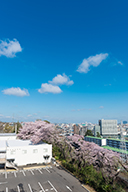 2015年4月春桜2